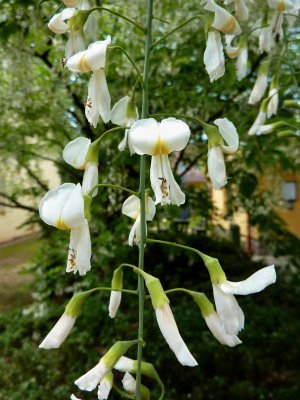 Cladrastis lutea - křehovětvec žlutý - květ